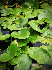 Beautiful green lotus leaves in the pond