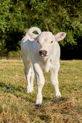 Young white cow on meadow