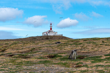 Penguin Reserve at Magdalena island in the Strait of Magellan. 