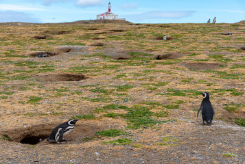 Penguin Reserve at Magdalena island in the Strait of Magellan. 