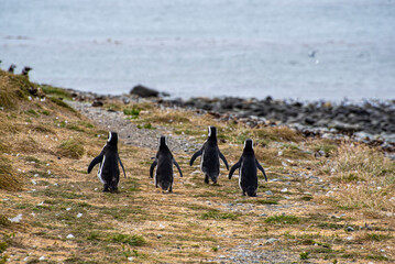Penguin Reserve at Magdalena island in the Strait of Magellan. 