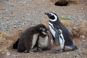 Penguin Reserve at Magdalena island in the Strait of Magellan. 