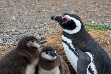 Penguin Reserve at Magdalena island in the Strait of Magellan. 