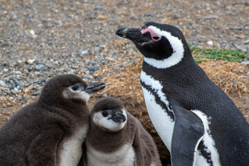 Penguin Reserve at Magdalena island in the Strait of Magellan. 