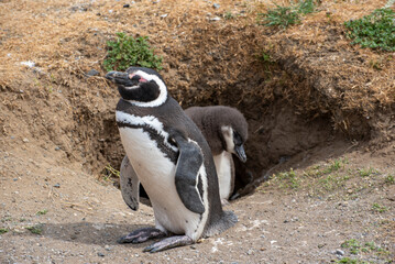 Naklejka premium Penguin Reserve at Magdalena island in the Strait of Magellan. 