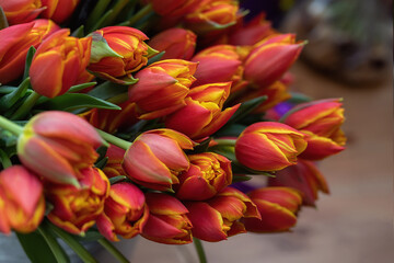 Beautiful red-yellow tulip flowers on a blurry background, close-up