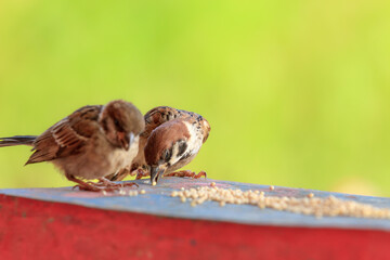The Eurasian tree sparrow (Passer montanus) animal closeup. Burung gereja eurasia - obrazy, fototapety, plakaty