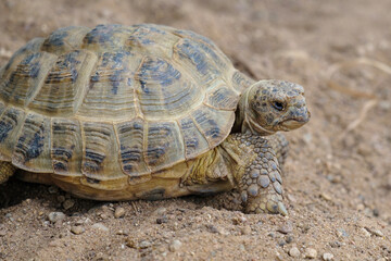 a tortoise on sand, Agrionemys horsfieldii close up