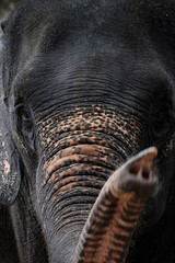 asian elephant with trunk up, Thailand