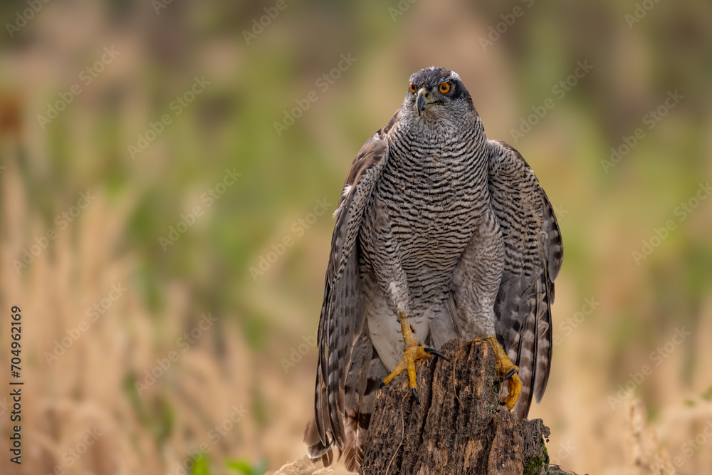 Wall mural peregrine falcon (falco peregrinus) perched on branch in front of pine trees-shallow depth of field