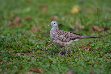 Zebra dove in the park, Geopelia striata