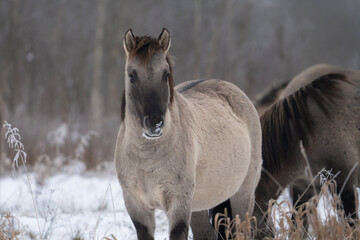 Wild horses in winter forest, Nalibokskaya Pushcha, Belarus