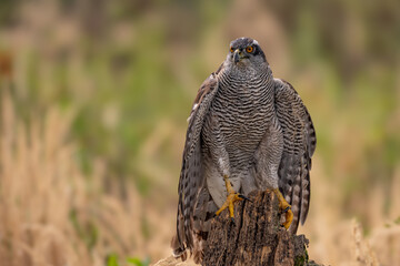 Peregrine Falcon (Falco Peregrinus) Perched on Branch in Front of Pine Trees-Shallow Depth of Field