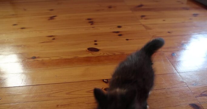 A little black kitten is playing in the house, a little black and white kitten is playing in the house