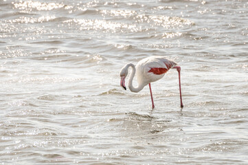 close up of a pink Flamingos in Walvis Bay, namibia