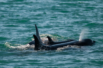 Fototapeta premium Killer Whale, Orca, hunting a sea lions , Peninsula Valdes, Patagonia Argentina