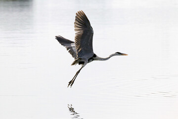 Garça Real Europeia em voo rasante na lagoa de Guaratiba - Maricá - RJ 
