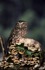 common owl Civetta  Athene noctua