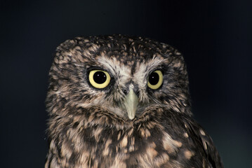 Fototapeta premium common owl Civetta Athene noctua
