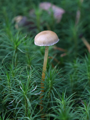 Sphagnum Brownie, Hypholoma elongatum, wild mushroom from Finland