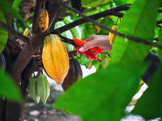 Close-up hands of a cocoa farmer use pruning shears to cut the cacao pods or fruit ripe yellow...