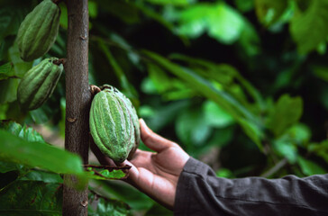 Agriculture green raw cacao pods or raw green cacao fruit on cocoa tree in the hands of cacao farmer, harvested in a cocoa plantation