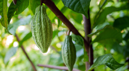 Unripe Cacao pods grow on trees. The cocoa tree ( Theobroma cacao ) with fruits, Green cacao raw...
