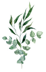 Watercolor green leaf bouquet illustration. Hand-painted branches of sage green eucalyptus and herbs, isolated PNG clipart. Beautiful floral arrangement.