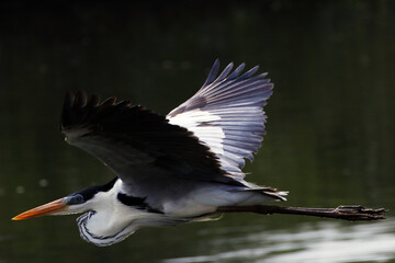 Garça Real Europeia em voo rasante na lagoa de Guaratiba - Maricá - RJ 