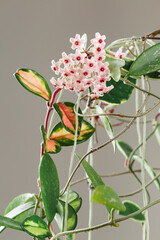 Hoya Carnosa Krimson Princess Wax Plant Bloom