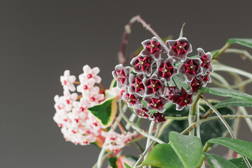 Hoya Pubicalyx and Hoya Carnosa Wax Plants Flowers