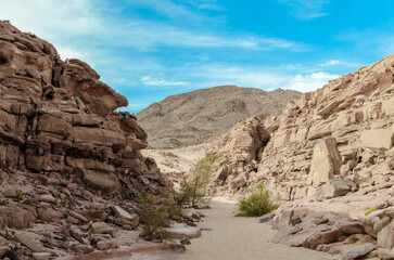 Fototapeta na wymiar colored canyon with green plants in Egypt Dahab South Sinai