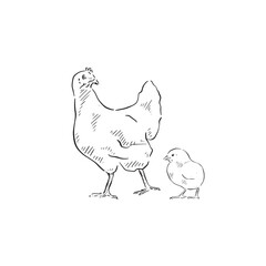A line drawn illustration of a chicken and chick. Each animal is an individual eps and can be used separately. Vectorised for a range of uses in a sketchy style.