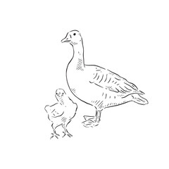 A line drawn illustration of a mother and baby goose. Each animal is an individual eps and can be used separately. Vectorised for a range of uses in a sketchy style.