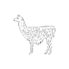 Fototapeta na wymiar A line drawn illustration of a shaggy llama, a popular farm animal and pet for those with plenty of land! Vectorised for a variety of uses.