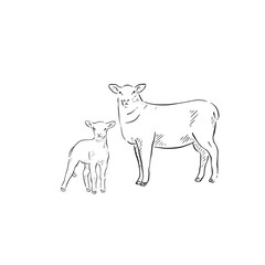 A line drawn illustration of a sheep and its lamb (baby sheep). This is supplied as two separate eps files so you can use them individually. Hand drawn and vectorised.