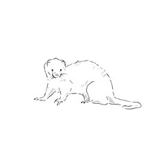 A line drawn illustration of a black and white vectorised ferret. A cute drawing that can be used on invitations, signs, adverts, logos and so much more. 
