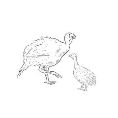 A line drawn illustration of two turkeys in black and white. Hand drawn and vectorised farm animal. Turkey drawing. 