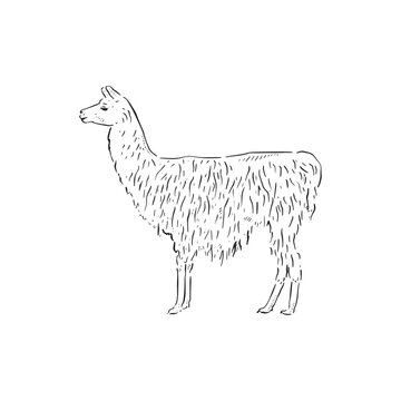 A line drawn illustration of a shaggy llama, a popular farm animal and pet for those with plenty of land! Vectorised for a variety of uses.
