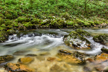 Green riverbank landscape - river through the woods