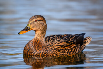Female Mallard duck on the water - Anas platyrhynchos