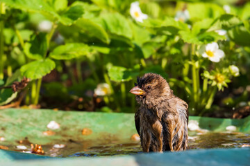 Female sparrow taking a bath in water