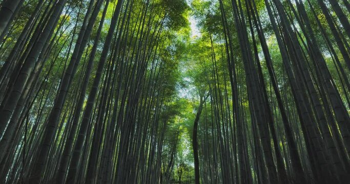 bamboo forest trees walking through wood camera looking upward down to top view arashiyama kyoto japan