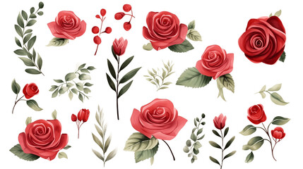 Watercolor elements red roses, and flowers on a white background