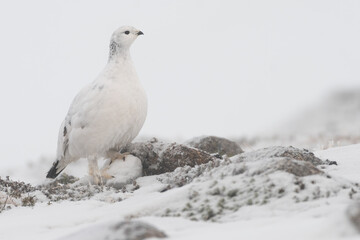 Rock ptarmigan (Lagopus muta) in the snow on a winter day, Cairngorms, Scotland