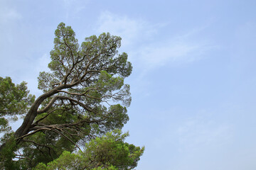 Tall tree in clear sunny day. Coniferous tree. Tree with blue sky and white clouds. Mediterranean flora, evergreen coniferous tree. Nature in summer. Green pine. Green maritime pine. Tropical nature