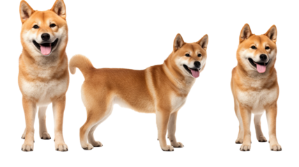 Akita dog isolated on a transparent background