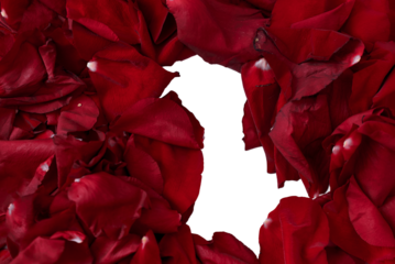 a background of red rose petals with an empty space in the shape of the number eight, a transparent layer for Photoshop by the eighth of March