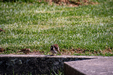 Pájaros en Cangas de Morrazo, Galicia.