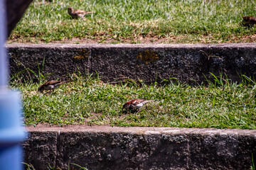 Pájaros en Cangas de Morrazo, Galicia.